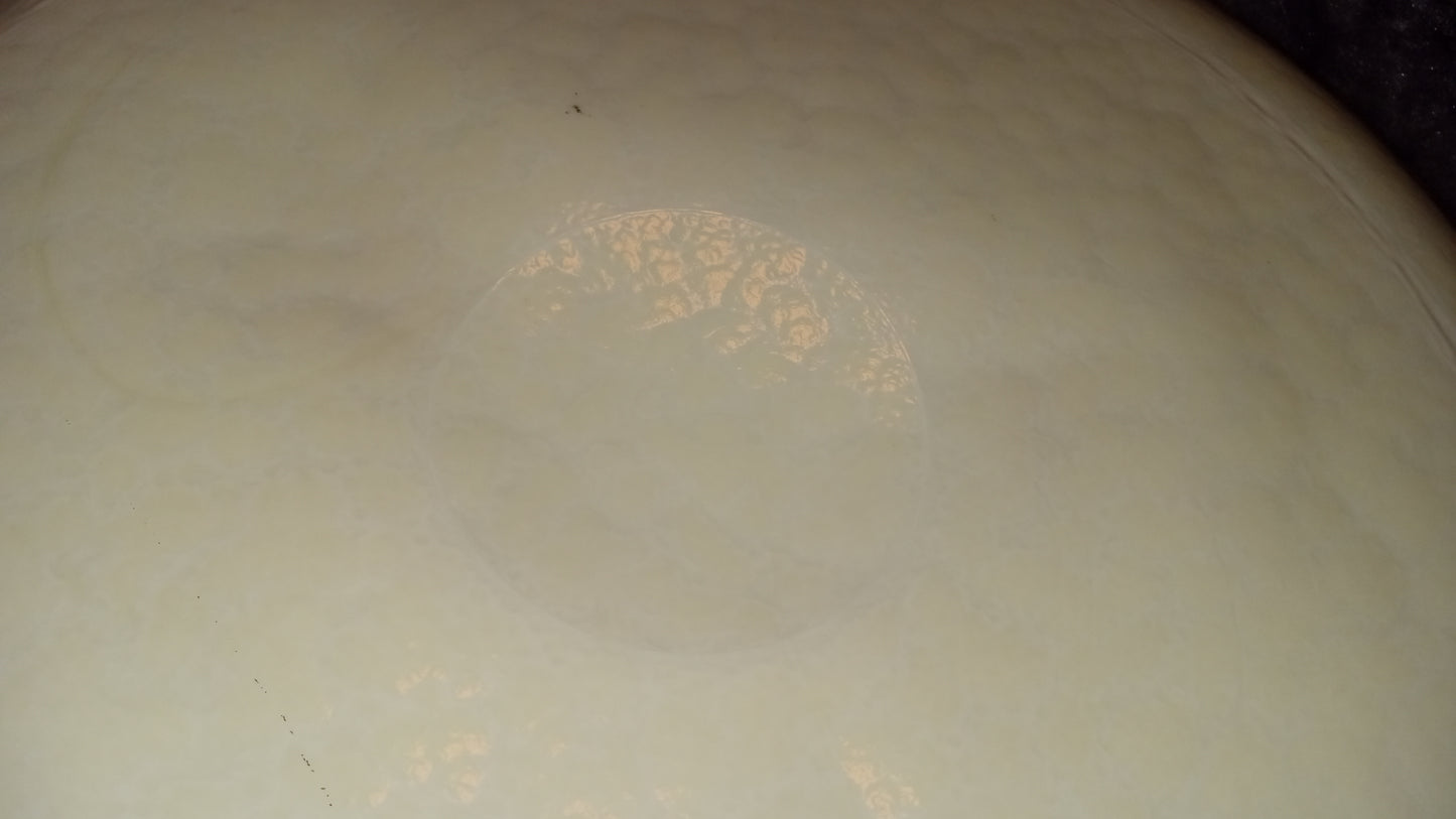 CRATE & BARREL FOSSILI SEASHELL MURANO CENTERPIECE